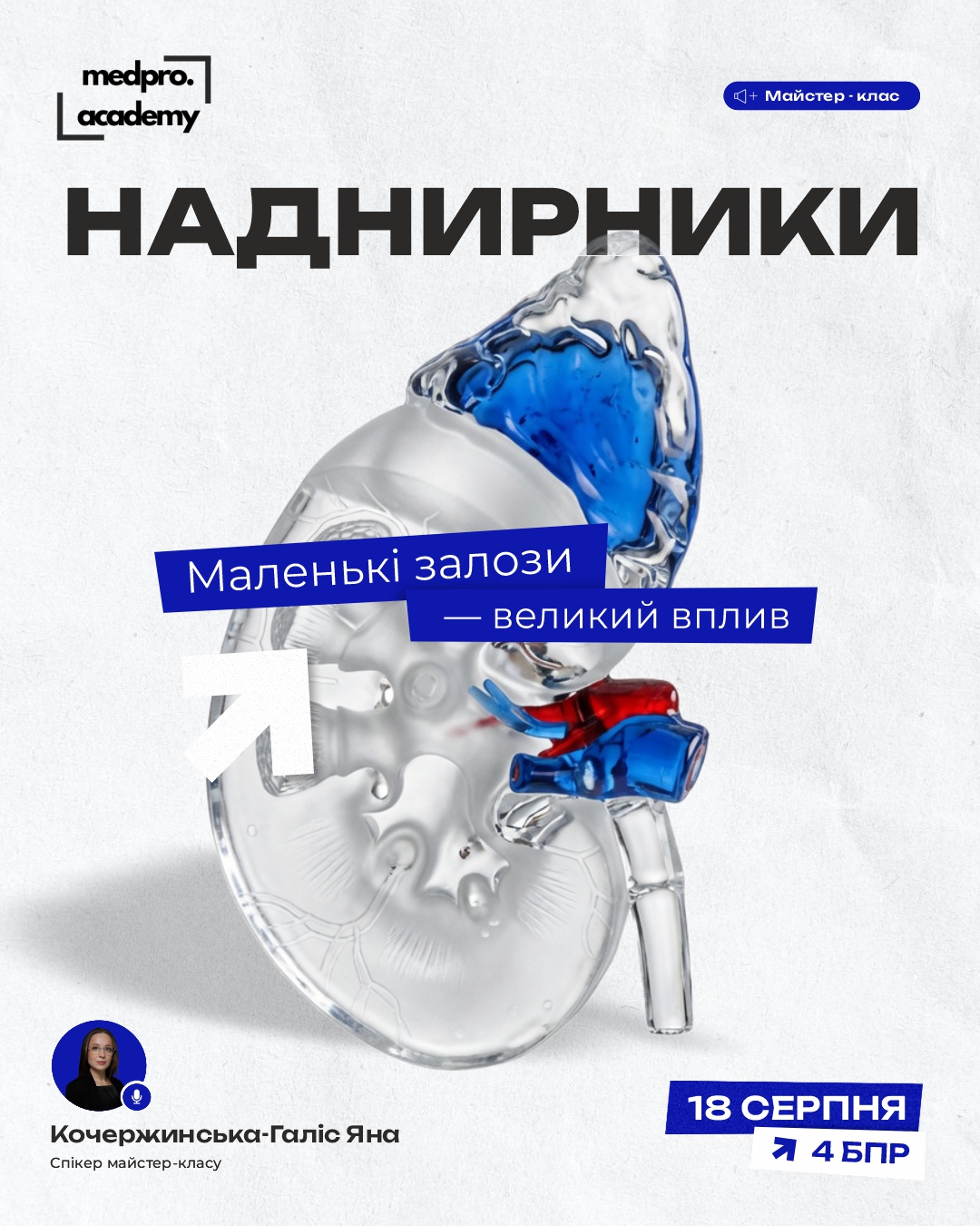 3Наднирники маленькі залози — великий вплив